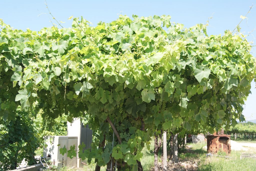 Corvina die Rebsorte - erklärt vom Online-Weinshop "Weinistgeil"